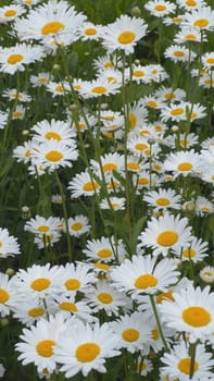 White daisies in the meadow on a summer day