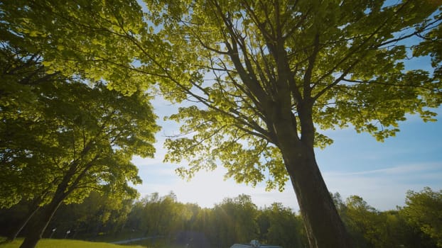 A maple tree in a city park. View in motion