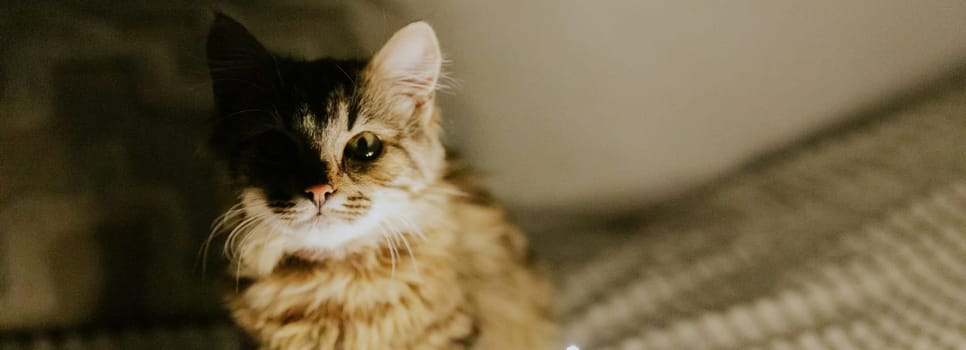 One small brown fluffy kitten sits at night on the left on the sofa and looks straight into the camera with copy space on the right, side view close-up.