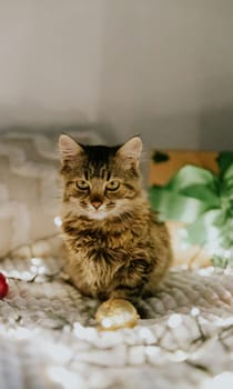 One small brown fluffy kitten sits on the sofa at night with a burning garland, Christmas tree decorations and a gift box in anticipation of the celebration, side view close-up.