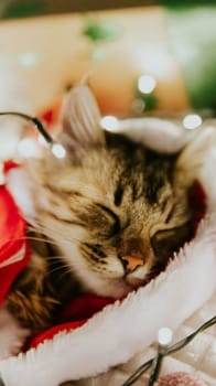 Portrait of one small brown fluffy kitten in a Santa Claus costume sleeping sweetly at night on a sofa in a burning garland, side view very close up with depth of field.