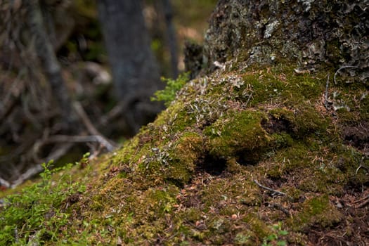 Close-up of details of moss growing on a rock in the mountains