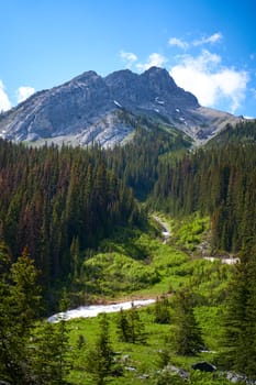The rocky mountains of Alberta are surrounded by coniferous forests on a sunny summer day