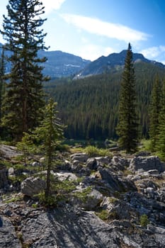 A wild coniferous forest grows through rocks in the Alberta Rocky Mountains in Canada