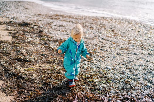 Little girl in overalls walks through the seaweed on the beach by the sea. High quality photo