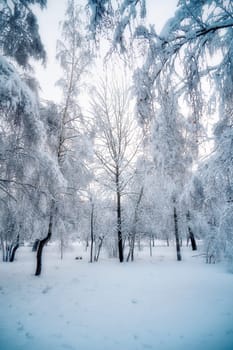 Beautiful winter landscape with trees covered with hoarfrost and snow. Soft filter on the image