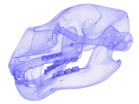 Bear skull 3d rendering model isolated on a white background