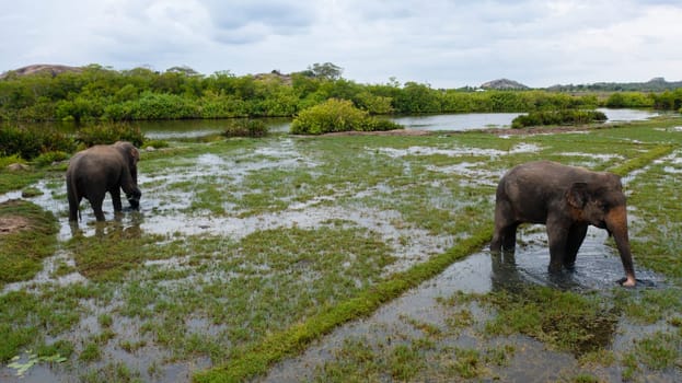 Aerial view of Elephants in flooded fields feed on lush grass. Arugam Bay Sri Lanka.