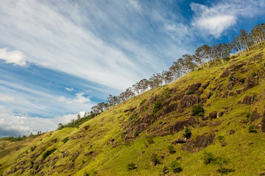 Forested mountains and tea plantations on the slopes. Sri Lanka.