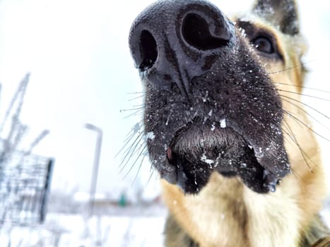 Dog German Shepherd in winter day and white snow arround. Waiting eastern European dog veo and white snow