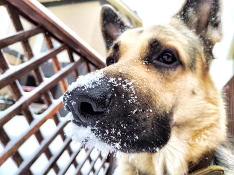 Dog German Shepherd in winter day and white snow arround. Waiting eastern European dog veo and white snow