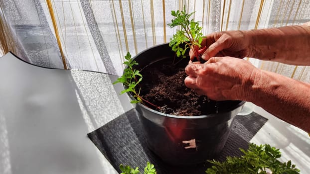 Planting marigold flowers in a pot. Reproduction of plants in spring. Young flower shoots and greenery for the garden. The hands of elderly woman, bucket of earth, green bushes and twigs with leaves