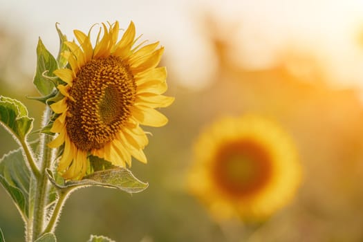 Close-up of a sunflower growing in a field of sunflowers during a nice sunny summer day with some clouds. Helianthus