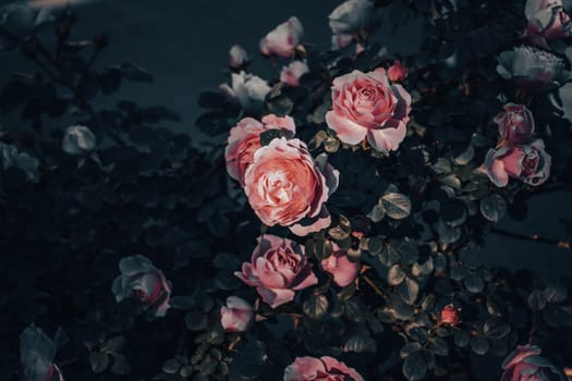 Close up rose flower buds under rain concept photo. Growing plants in garden. Photography with blurred background. High quality picture for wallpaper