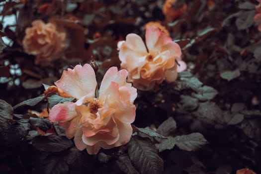 Close up rose flower buds under rain concept photo. Growing plants in garden. Photography with blurred background. High quality picture for wallpaper