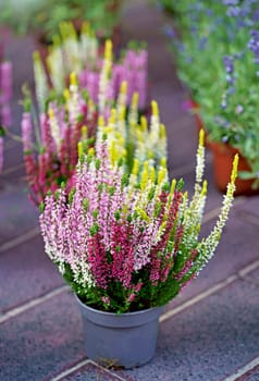 close-up of seedlings: pink and white heather, in a pot with soil