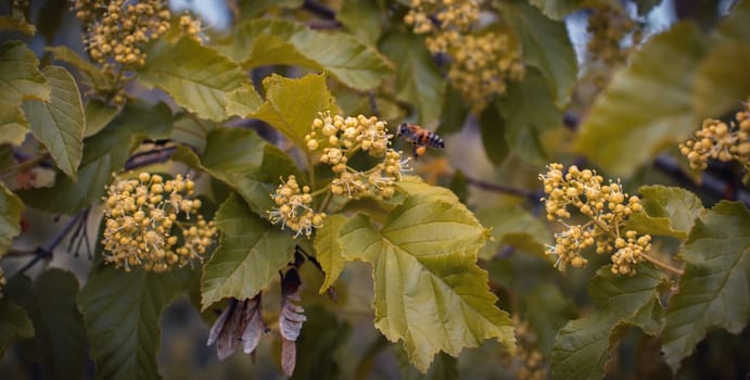 Close up blooming spring bush with bee concept photo. Countryside at spring season. Spring park blossom background