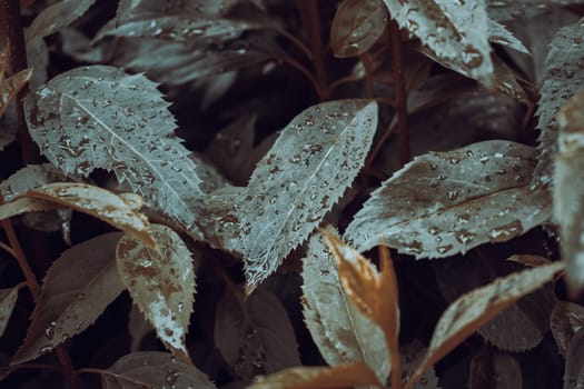 Beatiful green tree branches under spring rain concept photo. Young spring bush, stems in springtime. High quality picture for wallpaper