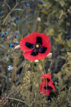 Colorful natural flower meadow with poppy concept photo. Countryside at spring season. Garden blossom background