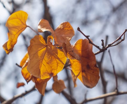 Close up branch with orange leaves, autumn background. Front view photography with blurred background. High quality picture for wallpaper