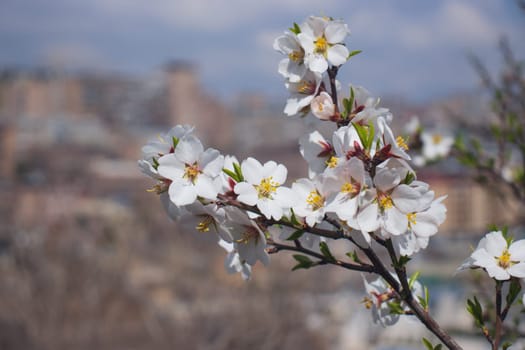 Close up blooming flowers of apricot tree concept photo. Blossom festival in spring. Photography with blurred background. High quality picture for wallpaper, travel blog, magazine, article