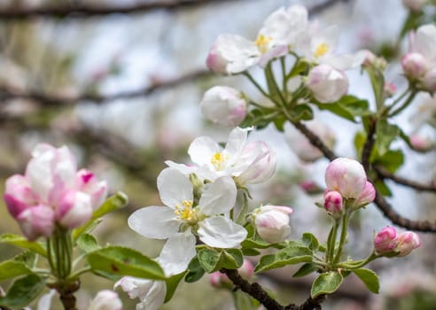 Close up apple buds flower on tree concept photo. Photography with blurred background. Countryside at spring season. Spring apple garden blossom background