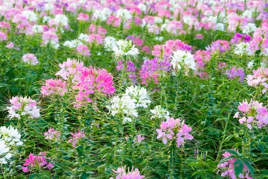 Cleome spinosa flower field blooms brilliantly in eco-tourism area. Flowers are used to decorate corridors.