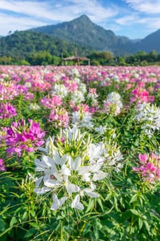 Beautiful colorful spider flowers blossom in the flower field and big mountain background.