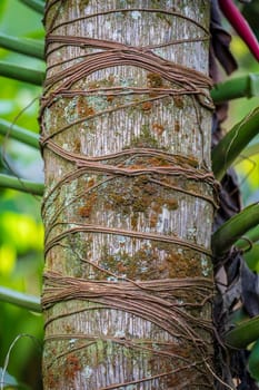 Close-up photo of intertwined tree and vines highlighting natural textures and patterns.