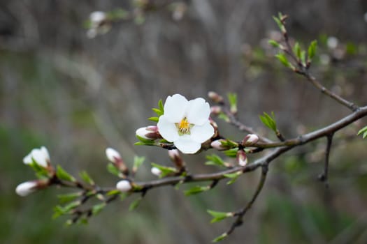 Close up blooming white flower on branch concept photo. Blossom festival in spring. Photography with blurred background. High quality picture