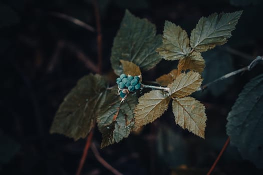 Close up blackberry branch autumn bush concept photo. Outdoors in rural morning. Front view photography with blurred background. High quality picture for wallpaper