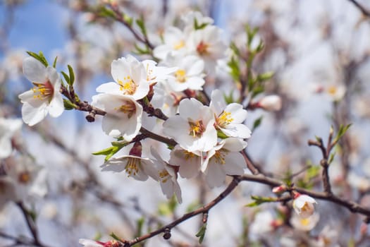Close up blooming white flowers on tree concept photo. Blossom festival in spring. Photography with blurred background. High quality picture for wallpaper, travel blog, magazine, article