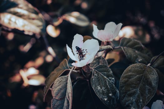 Close up apple flowers and bee on a sunny summer day concept photo. Countryside at spring season. Spring apple garden blossom background