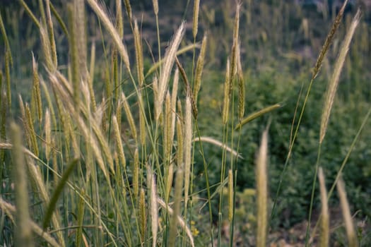 Wheat field - ears of golden wheat close-up photo. Beautiful nature, rural landscapes in daytime. Countryside at spring season. Spring apple garden background