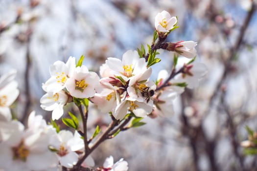 Close up bee getting nectar from flowering apple tree concept photo. Blossom festival in spring. Photography with blurred background. High quality picture for wallpaper, travel blog, magazine, article