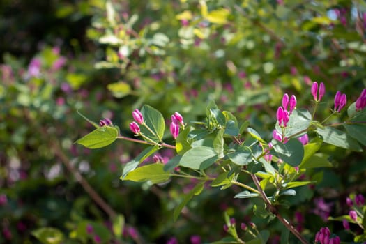 Close up blooming spring bush under sun light concept photo. Countryside at spring season. Spring park blossom background