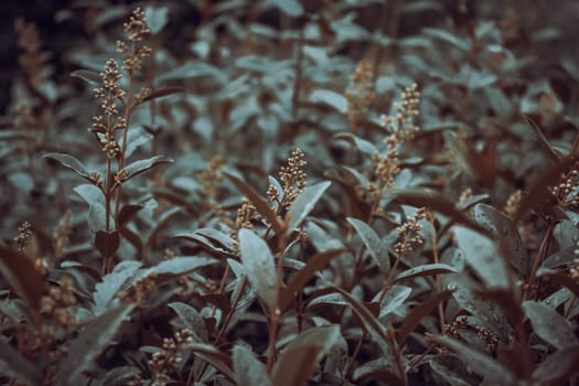 Close up dew drops on birch twigs concept photo. Young branches, stems in springtime. High quality picture for wallpaper