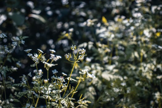 Close up meadow flowers under sunlight concept photo. Front view Hogweed or cow parsnip flowers photography. High quality picture for wallpaper, travel blog