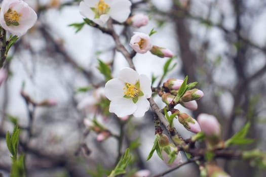 Close up blooming flowers of apricot tree concept photo. Blossom spring. Photography with blurred background. High quality picture for wallpaper, travel blog, magazine, article