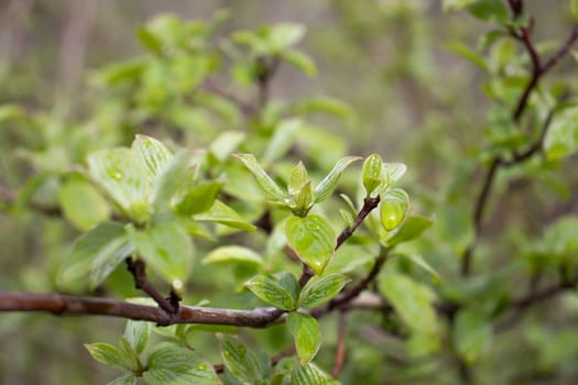 Close up twig with young leaves and rain drops concept photo. Young branches, stems in springtime. Front view photography with blurred background. High quality picture for wallpaper