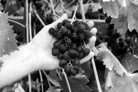 Hand Holding a Bunch of Grapes. Black and white photo. Selective focus