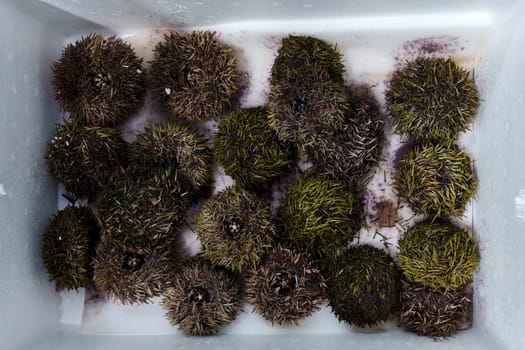 Sea Urchin. Fresh sea urchins border design, delicatessen food. Traditional Mediterranean food. Seafood