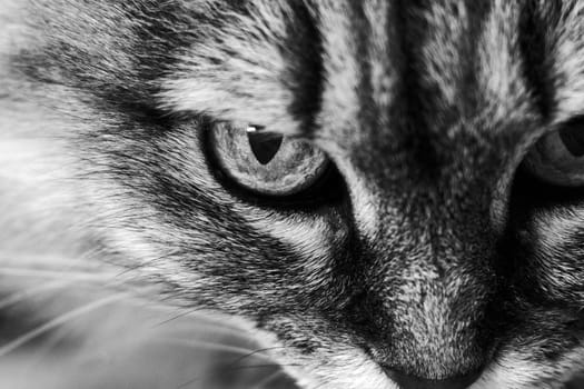 Portrait of a cat in close-up macro. Black and white photo. Pets and lifestyle concept. Selective focus