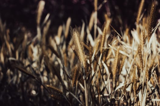 Ears of golden wheat close-up photo under sunlight. Rural landscapes under shining sunlight. Background of ripening ears of a wheat field.