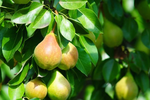 Tasty juicy pear hanging on tree branch on summer fruits garden as healthy organic concept.