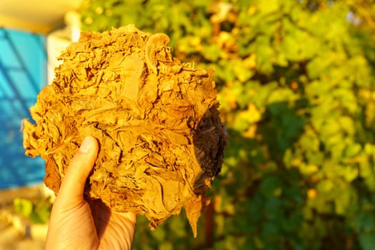 Dry brown Tobacco leaf, closeup. during curing process. Selective focus