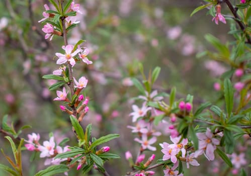 Close up purple blooming flower on branch concept photo. Photography with blurred background. Countryside at spring season. Spring garden blossom background