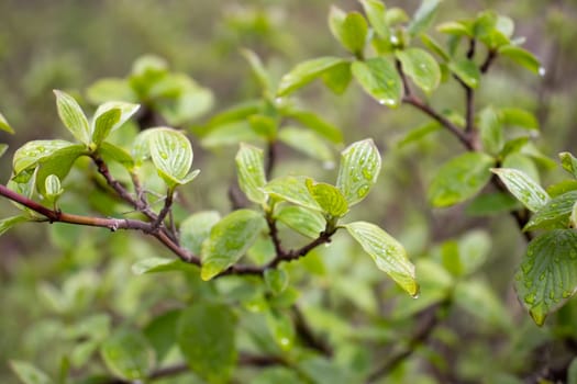 Close up twig with young leaves and rain drops concept photo. Young branches, stems in springtime. Front view photography with blurred background. High quality picture for wallpaper