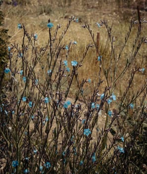 Small blue flax blossom flowers on wild field concept photo. Photography with blurred background. Countryside at spring season. High quality picture for wallpaper