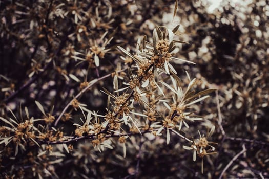 Little yellow flowers of blossoming sea buckthorn concept photo. Close-up photo of blooming branch with pale silvery-green lanceolate leaves. Spring purple garden blossom background